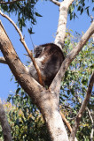 Blinky Bill