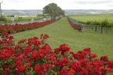 McLaren Vale vineyards, spring 1