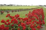 McLaren Vale vineyards, spring 2