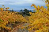 McLaren Vale vineyards, autumn