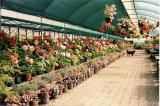 Fleurieu Peninsula Begonia Farm 1