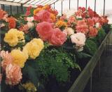 Fleurieu Peninsula Begonia Farm 2