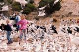 Kangaroo Island, Penneshaw 2