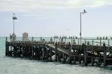Cape Jaffa jetty with pied cormorants