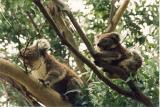 Kangaroo Island, koalas