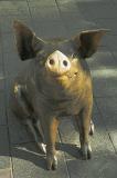 Adelaide. 'Florentine' street art - Horatio