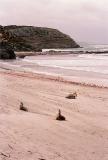 Kangaroo Island, Seal Bay 1