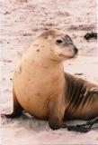 Kangaroo Island, Seal Bay 2