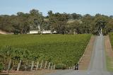 Adelaide Hills, vineyard