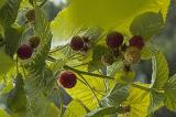 - rich pickings are to hand ...