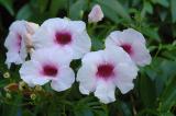 Pandorea jasminoides