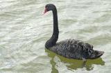 Black Swan