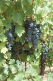 ready for picking