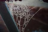 Frosty web