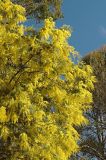 golden wattle (Acacia)