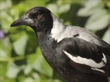 young Magpie