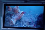 reef
