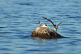taking terns