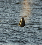 Gray Whale Spying