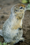 Arctic squirrel, Nalychevo Nature Park