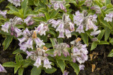 Flowers on the flank of Avachinsky Volcano