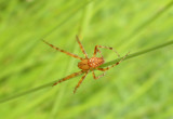 Araneidae - Orb Weavers