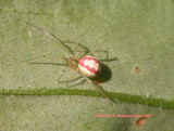 Enoplognatha ovata Spider