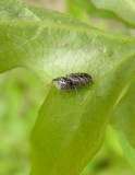 Salticidae - Jumping Spiders