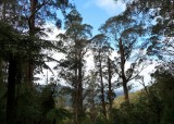 View from Bulga Park Road