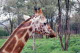 Rothschild Giraffe