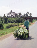 This was a common sight along the road