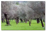 Olivos - Olive tree orchard