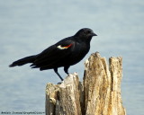 Carouge - Red Winged Blackbird