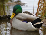 Canard Colvert Mâle - Male Mallard Duck