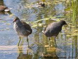Poules deau - Common Moorhens