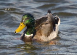 Canard Colvert Mâle - Male Mallard Duck