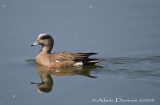 Canard d'Amérique Mâle - Male American Wigeon