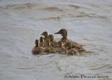 Canards Colvert - Mallard Ducks
