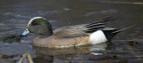 Canard d'Amérque Mâle - Male American Wigeon