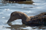Eider à Duvet - Common Eider