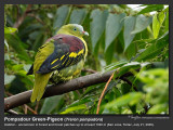 Pompadour Green-Pigeon (Treron pompadora, resident)
Habitat - Uncommon in forest and forest patches up to at least 1000 m.
Shooting info - San Jose, Tarlac, July 21, 2009, 5D2 + 500 f4 IS + 1.4x TC, 700 mm, f/6.3, 1/125 sec, ISO 640, bean bag