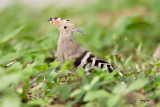 Hoopoe (Upupa epops, migrant)
Habitat - Rare in the Philippines, found in open scrub, dry ricefields and park-like settings.
Shooting info - Ternate, Cavite, August 19, 2008, 1DM2 + 500 f4 L IS + Canon 1.4x TC, 700 mm,
f/7.1, 1/160 sec, ISO 400, manual expsoure in available light, 475B tripod/ 3421 gimbal head, near full frame