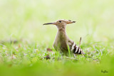 Hoopoe (Upupa epops, migrant)
Habitat - Rare in the Philippines, found in open scrub, dry ricefields and park-like settings.
Shooting info - Ternate, Cavite, August 19, 2008, 1DM2 + 500 f4 L IS + Canon 1.4x TC, 700 mm,
f/7.1, 1/250 sec, ISO 800, manual expsoure in available light, 475B tripod/ 3421 gimbal head, near full frame
