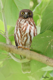 Brown Hawk-Owl (Ninox scutulata)
Habitat - Forest, edge, open scrub and early second growth.
Shooting Info - Paranaque City, November 4, 2010, 7D + 500 f4 IS + 1.4x TC, 700 mm, f/7.1, ISO 200, 1/20 sec, 475B/3421 support, manual exposure in available light.