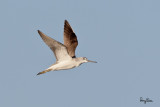Common Greenshank (Tringa nebularia, migrant)
Habitat - Coasts to rice fields.
Shooting info - Coastal Lagoon, Manila Bay, January 4, 2011, 1D4 + 500 f4 IS + 1.4x TC, 1/2000 sec, f/7.1, ISO 400, manual exposure, 475B/3421 support