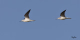 Common Greenshank (Tringa nebularia, migrant)
Habitat - Coasts to rice fields.
Shooting info - Coastal Lagoon, Manila Bay, January 7, 2011, 1D4 + 500 f4 L IS + Canon 1.4x TC, 700 mm, f/8, ISO 400, 1/2000 sec, manual exposure in available light, 475B/516 support.