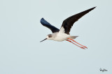 Black-winged Stilt (Himantopus himantopus, migrant)
Habitat: Wetlands from coastal mudflats to ricefields
Shooting info - Sta. Cruz, Zambales, Philippines, February 9, 2010, 1D4 + 500 f4 IS + 1.4x TC,
700 mm, 1/1600 sec, f/5.6, ISO 400, manual exposure in available light, 475B/516 support.