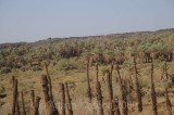 Khyber_008.JPG