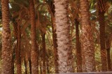 AlOula_036.JPG