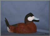 Érismature rousse ( Ruddy Duck )